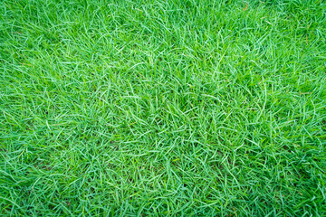 Green grass texture for background. Green lawn pattern and texture background, Texture of green grass field background. Close-up.