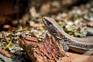 Zauneidechse ( Lacerta agilis ).