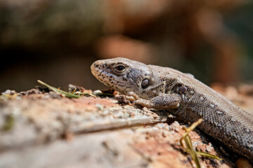 Zauneidechse ( Lacerta agilis ).