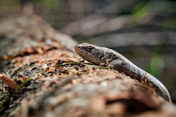 Zauneidechse ( Lacerta agilis ).