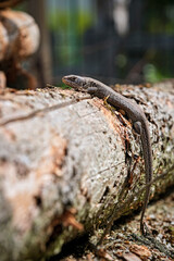 Zauneidechse ( Lacerta agilis ).