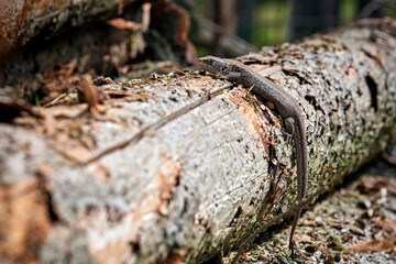 Zauneidechse ( Lacerta agilis ).