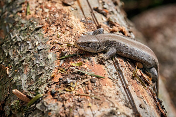 Zauneidechse ( Lacerta agilis ).