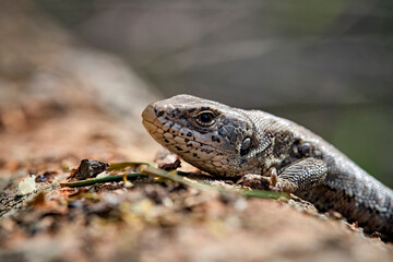 Zauneidechse ( Lacerta agilis ).