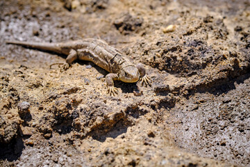 Zauneidechse ( Lacerta agilis ).