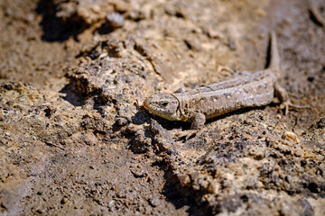 Zauneidechse ( Lacerta agilis ).