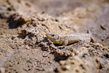Zauneidechse ( Lacerta agilis ).