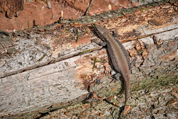 Zauneidechse ( Lacerta agilis ).