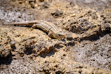 Zauneidechse ( Lacerta agilis ).