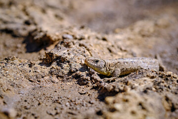 Zauneidechse ( Lacerta agilis ).