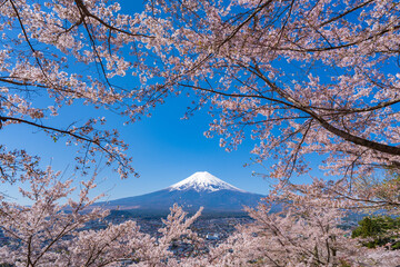 春の富士山と桜