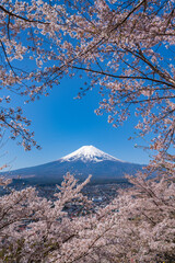 春の富士山と桜