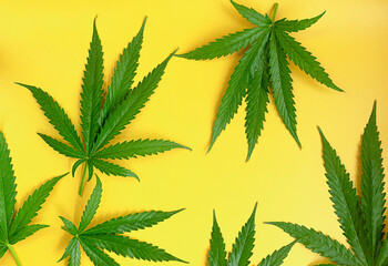 Top view of cannabis marijuana green leaf on yellow background. Hemp plant.
