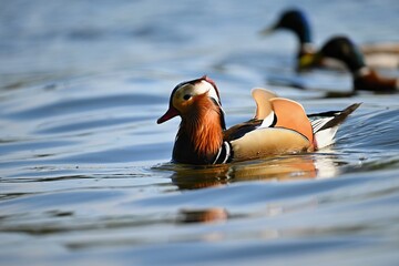 Closeup male mandarin duck (Aix galericulata) swimming on the water with reflection. A beautiful...
