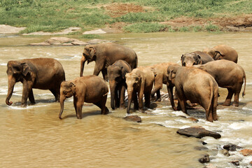 Fototapeta na wymiar A herd of Sri Lankan elephants (Elephas maximus maximus) in a river, Sri Lanka
