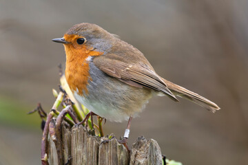 European robin, robin or robin redbreast - Erithacus rubecula perched with brown background. Ring on left leg. Photo from Cape Clear Island in Ireland.