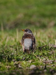 BIRD IN CITY