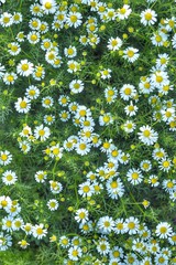 Beautiful floral background wallpaper solid. White daisies are in full bloom on the field.