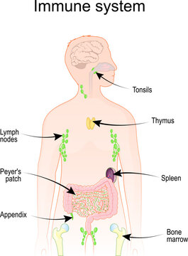 Human Immune and lymphatic systems.