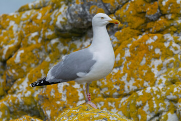 Fototapeta premium European herring gull - Larus argentatus on rocks with rocks in background. Photo from Ireland's Eye Island in Ireland.