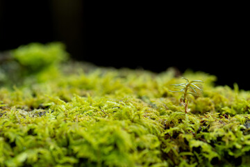 苔をマクロレンズで撮影