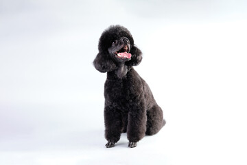 A charming fluffy black poodle sitting on a light background after a haircut from a master of dog hairstyles