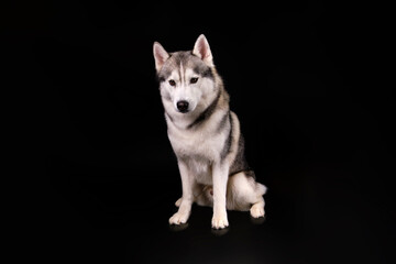 Beautiful well-groomed husky on a black background, age 5 years