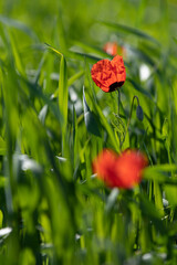 red poppy on the green field