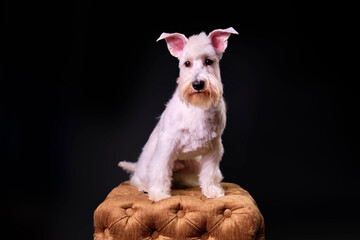 Miniature schnauzer after the procedure of plucking soft wool for the growth of stiff bristles on a black background