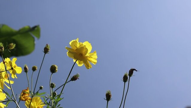 bottom view of a yellow sulfur cosmos flower swaying in the wind, belonging to the sunflower family. suitable for wallpapers and backgrounds