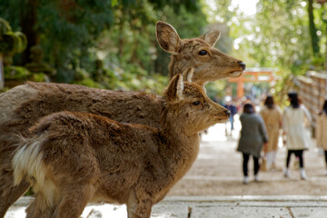奈良公園の神の使いの鹿