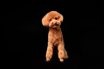 Red little poodle, portrait of a toy poodle on a black background