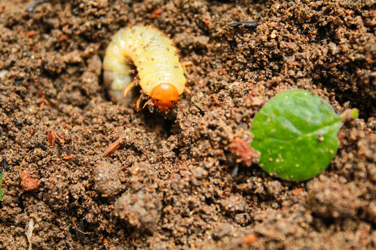Close-up image of a grub worm, Coconut rhinoceros beetle (Oryctes rhinoceros), Larvae on the soil background 