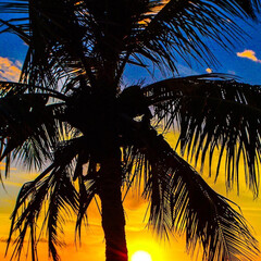 palm tree silhouette generated AI