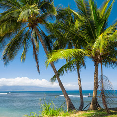 Obraz na płótnie Canvas palm tree on the beach generated AI