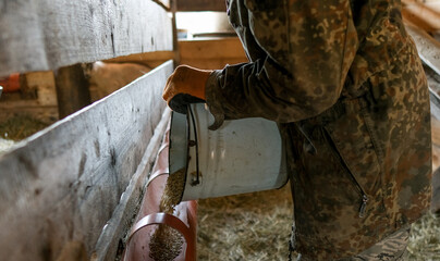 Farmer men pouring feed for goats with on farm