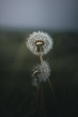 Close up shot of a dandelion on a stormy day