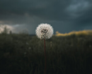 Obraz premium Close up shot of a dandelion on a stormy day