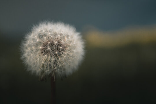 Close up shot of a dandelion on a stormy day