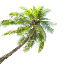 palm tree isolated on white
