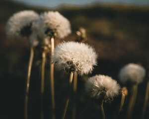 Dandelions in a field basking in the evening sun