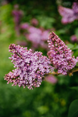 Nature background, branch of purple lilac.