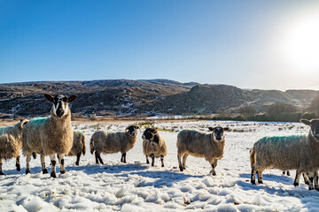 Naklejka premium Flock of sheep at a snow covered meadow in County Donegal - Ireland