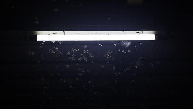 Lots of insects and moths flying towards the night light. Neon light. Slow motion.