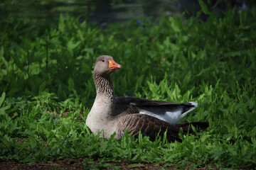 goose on the grass