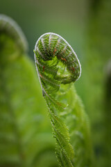 fern leaf detail