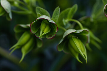 leaves in the garden