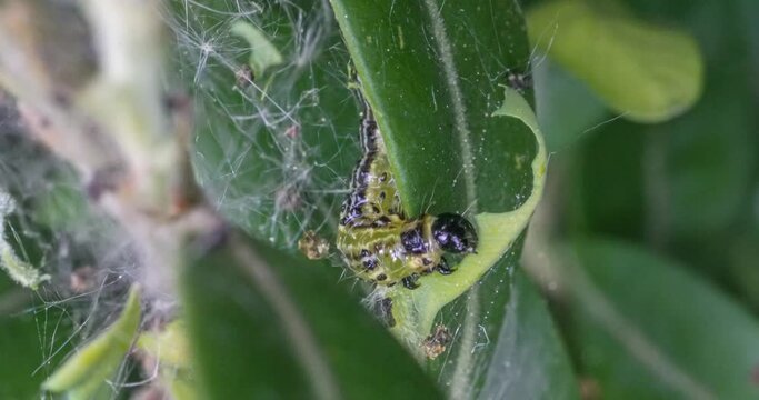 Makroaufnahme einer Raupe des Buchsbaumz&uuml;nslers (Cydalima perspectalis) beim Fressen von Buchsbaumbl&auml;ttern (Buxus sempervirens)
