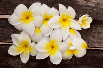 Obraz na płótnie Canvas Exotic Frangipani Flower Close Up