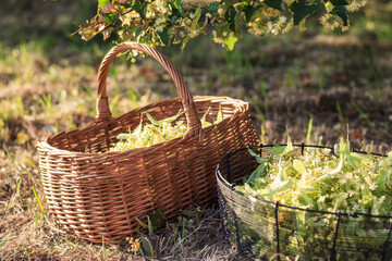 Fototapeta na wymiar Herbal harvest. Collected linden blossom and leaves from lime tree in baskets